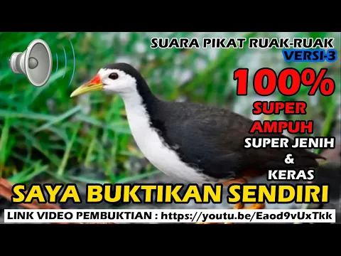 Download MP3 SUARA PIKAT RUAK RUAK SUPER AMPUH, SUDAH DIBUKTIKAN SENDIRI *VERSI -3*