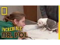 Eye-Ya-Ya The Incredible Dr Pol