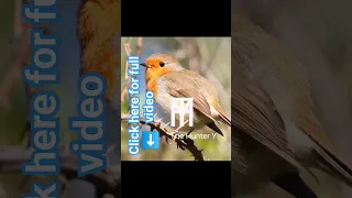 Robin Sound صوت ابو الحن Like Share Subscribe 