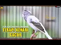 Download Lagu 💯% RESPON‼️SUARA PANCINGAN KENARI PAUD CEPAT BELAJAR BUNYI NGERIWIK  - MASTERAN KENARI JUARA