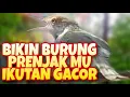 Download Lagu Pancingan Prenjak Lumut Pagi Hari Bikin Burung Prenjak Bahan Cepat Bunyi dan GACOR
