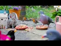Download Lagu Vogels voor katten 🕊️ Vogels en eekhoorns geven een feestje op de patio 🐿️ Kattenfilmpjes 4K HDR
