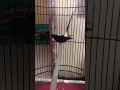 katuranggan murai batu yang luar biasa!!!!!