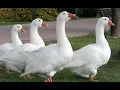 Download Lagu FUNNY Animal GOOSE Sound White Geese / Suara ANGSA Putih [HD]