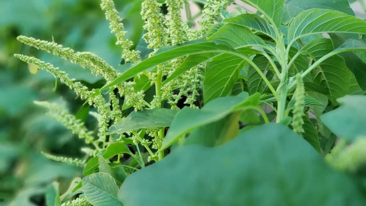 This work of Nature will calm your spirit   Garden egg plant   Basil garden   Green Amaranth seed