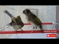 Download Lagu Suara KENARI BIRAHI minta kawin ngerek dengarkan 10 detik BIRD