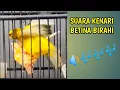 Download Lagu Suara kenari betina birahi untuk pancingan jantan