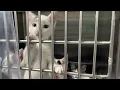 Housing and Beaumont Animal Care Serving Our City City of Beaumont Texas