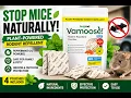 BugMD Vamoose Mouse Repellent Review Natural Peppermint Rodent Deterrent for Home RV Garage