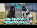Newfie 101 Is a Newfoundland Dog Right For You