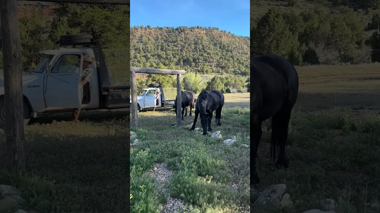 Escape artists #horses