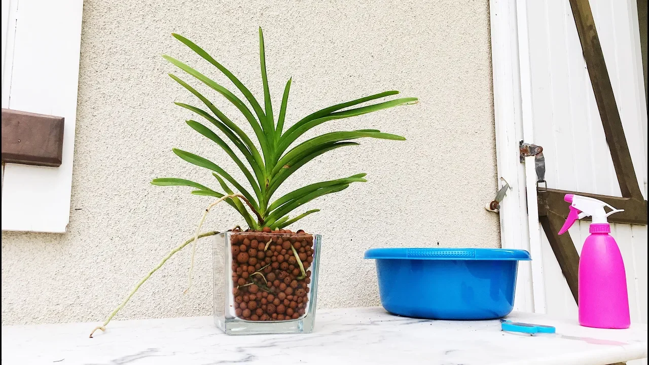 3 REMPOTAGE ORCHIDÉE VANDA EN BILLES DARGILE