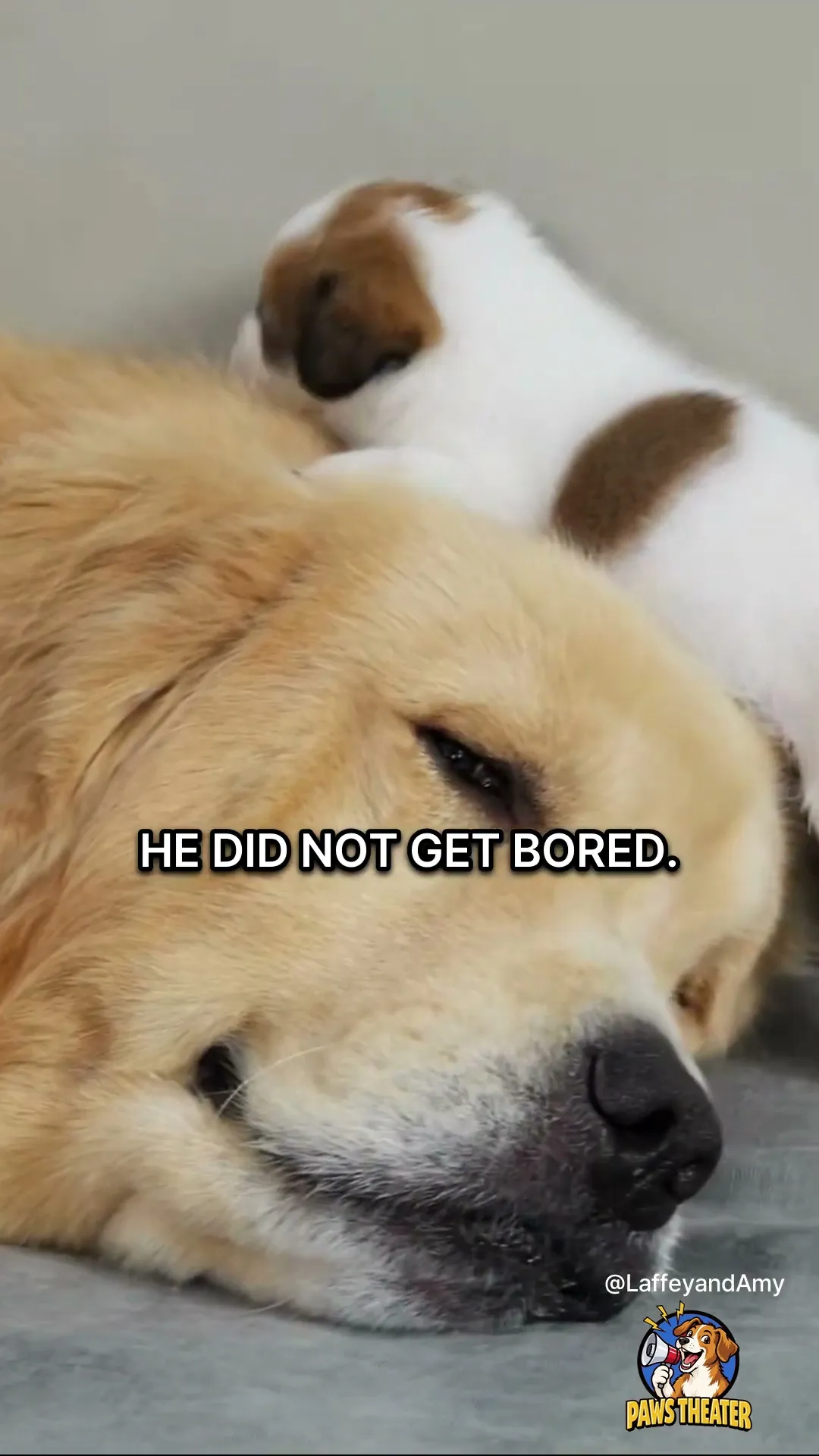 Five Star Pillow 🐶😴