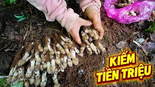 Making millions from wild termite mushrooms, heading into the forest to hunt for them