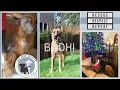 Amazing Rescue Transformation Bodhi the German Shepherd Dog Gone Seattle
