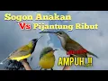 Download Lagu Suara Pikat Sogon Anakan Vs Pijantung Ribut Dijamin Ampuh