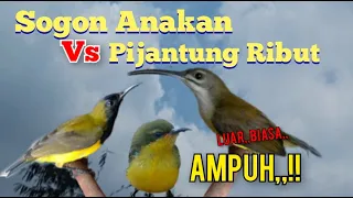 suara pikat sogon anakan vs pijantung ribut dijamin ampuh