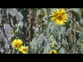 Susumu Yokota (Blue sky & yellow sunflower)    ススム・ヨコタ（青空＆黄色のヒマワリ）