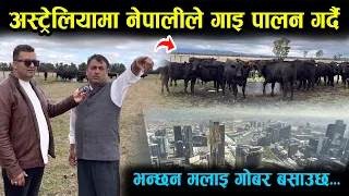 अस्ट्रेलियामा गाईपालन गर्ने कृष्णदाई,मलाई गोबर बसाउँछ। हेर्नुहोस् त कस्तो गज्जबको नेपाली Australia 