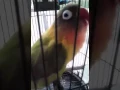 Download Lagu Lovebird Haruka kasur sf