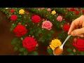 Download Lagu Mengungkap Rahasia Perbanyakan Mawar Seperti Tukang Kebun Profesional