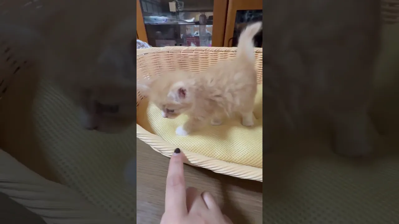 動画