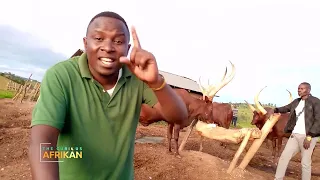the truth behind the ankole long horned cow 41 