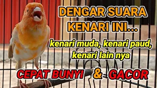 Download PANCINGAN KENARI MUDA AGAR CEPAT BUNYI DAN GACOR - suara kenari muda MP3