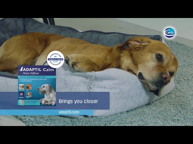 Adaptil Calm Home Diffuser Complete Kit for Dogs