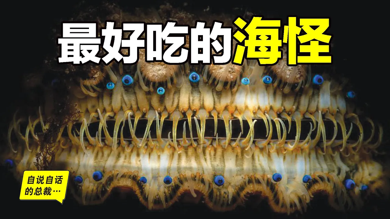 貝類:蛤、蚶、蟶、蠔、蜆有什麼區別?北極貝到底是什麼?象拔蚌又有哪些不可告人的秘密?這是一群貝殼躺平俠與人類的故事……|自說自話的總裁