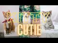 Download Lagu Compilation of videos of Cute Baby Cats and Funny Cat #Maron's Animals