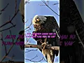 Meri Asaliyat To Mere Ghar Wale Bhi Nahin Jante | eagle WhatsApp status #eagle #shorts #youtubeshor
