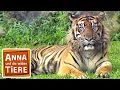 Download Lagu Im Revier der Tiger | Reportage für Kinder | Anna und die wilden Tiere
