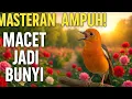Download Lagu Masteran anis merah paling ampuh membuat burung anis merah trotol cepat bunyi