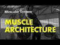 Muscle Architecture Muscular System 15 Anatomy Physiology