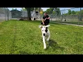 Passion - Macomb County Animal Control