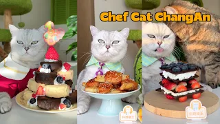 Changan’s Food Diary｜Half a Year of Tasty Treats#catsofyoutube   #shorts