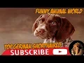 Top Funniest German Shorthaired Pointer s
