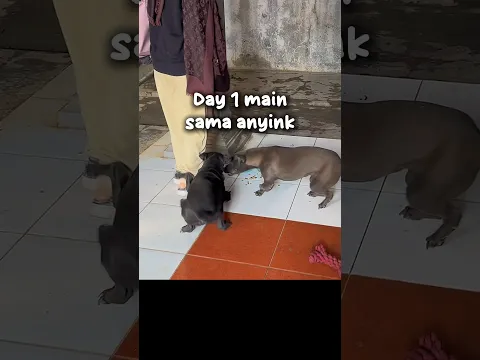 A DAY MAIN AMA ASUU..🐶 #lifejourney #marinasea