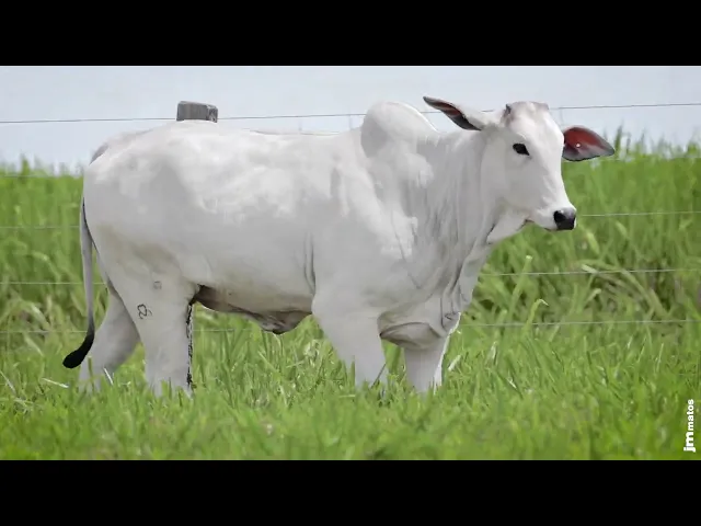 Novilha Nelore MMAR - 4349