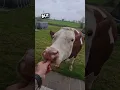 Download Lagu The most polite cow ever 🥺❤️ #shorts