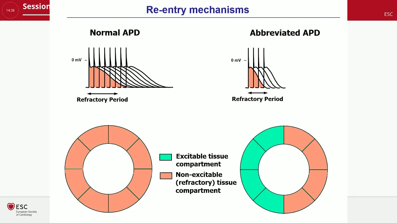 Role of calcium signalling in rhythm disorders
