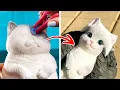 Download Lagu 🐾 CUTE SQUISHY CAT! 🐱 Easy \u0026 Fun Fidget Crafts for Everyone 🎨💖