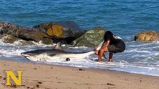 He Saw a Shark Stranded on the Beach and Did the Unthinkable 😱