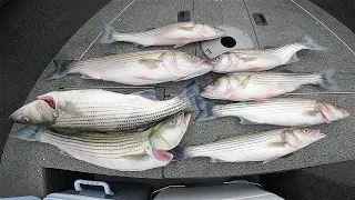 HUGE Striper FIRST CAST w/ Swimbait. Flutter Spoon Fishing for GIANT Striped Bass (Castaic Lake)
