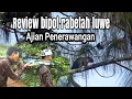 Download Lagu GORO GORO NGGUGAH BAJING TURU  @snipergunungkembang#berburu