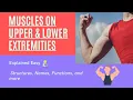 Appendicular Muscles Anatomy Upper and Lower Limbs