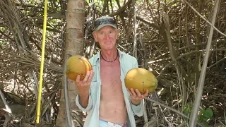 A Man Can’t Survive Without His Coconuts! (Sailing SV Sarean) Ep. 54