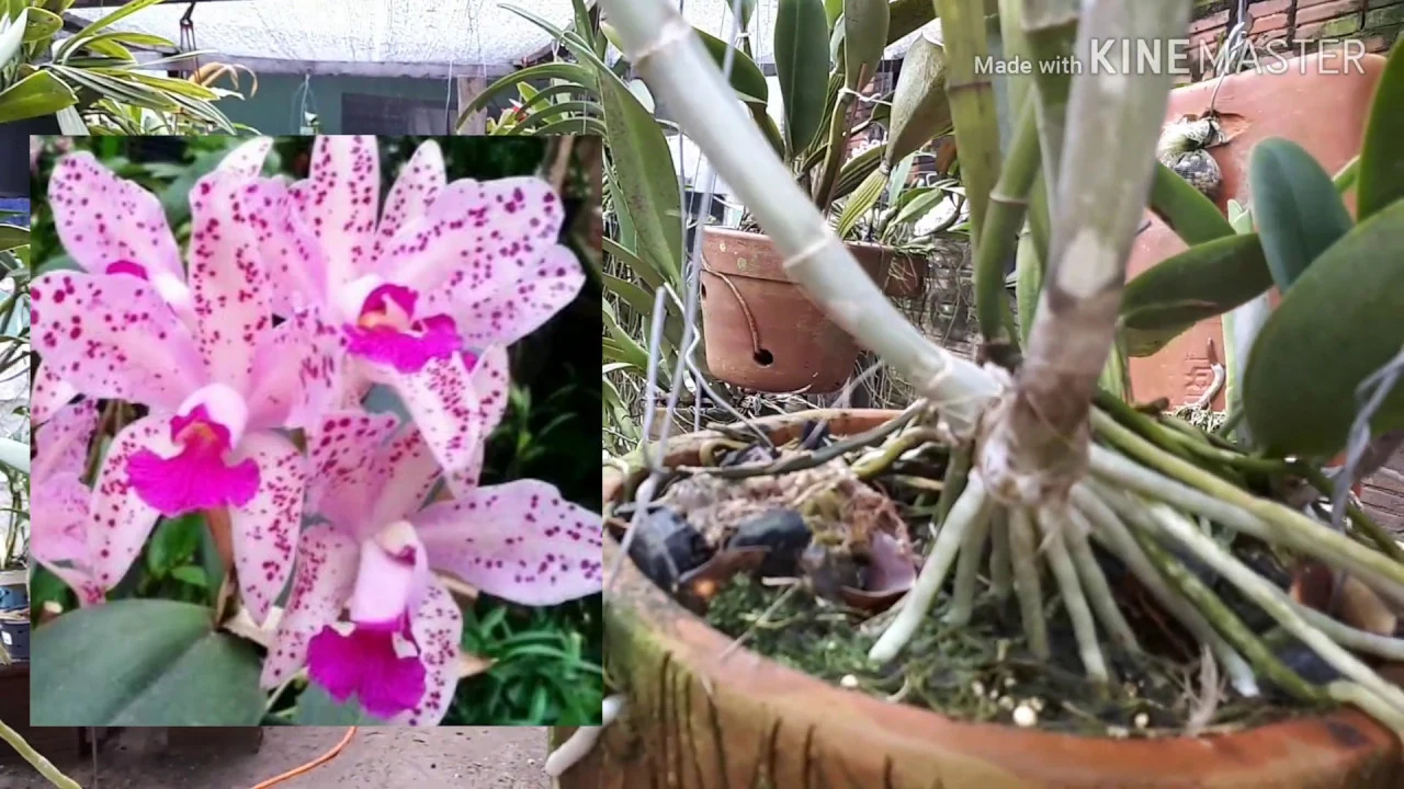 AS RAÍZES DAS ORQUÍDEAS É VIDA!!!! ANSIOSA ESPERANDO A FLORAÇÃO DESSA CATTLEYA AMETHYSTOGLOSSA