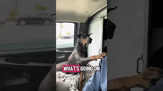 #fyp #dream #doberman #pets #youtube